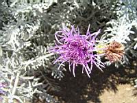 Centauree - Centaure gymnocarpa (en Corse) (03) (Photo F. Mrugala)